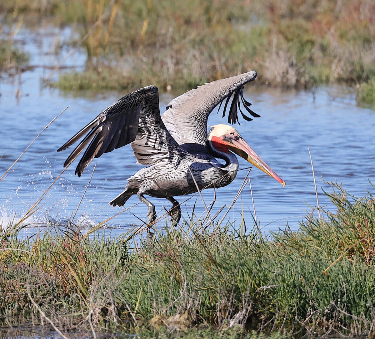 Pélican brun - ML646558381