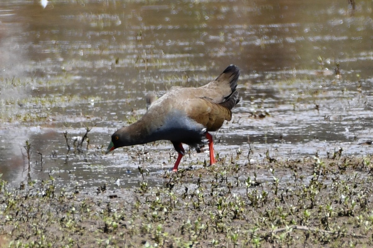 Black-tailed Nativehen - ML646558388