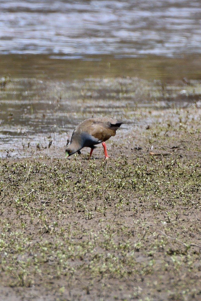 Black-tailed Nativehen - ML646558390