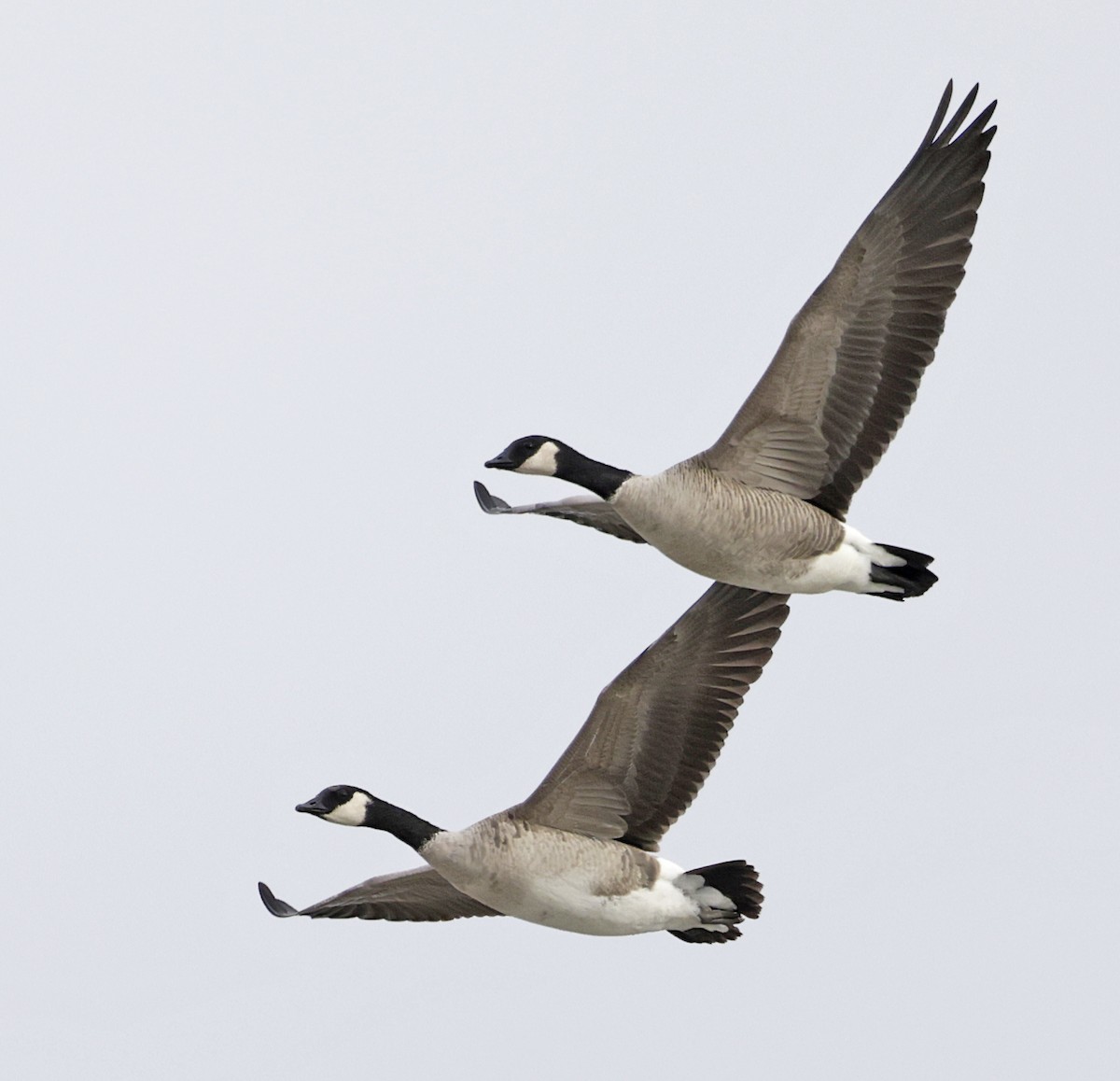 berneška malá - ML646558391