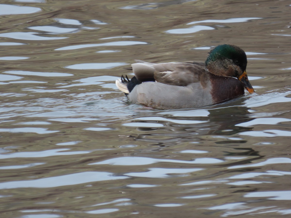 Mallard - ML646558394