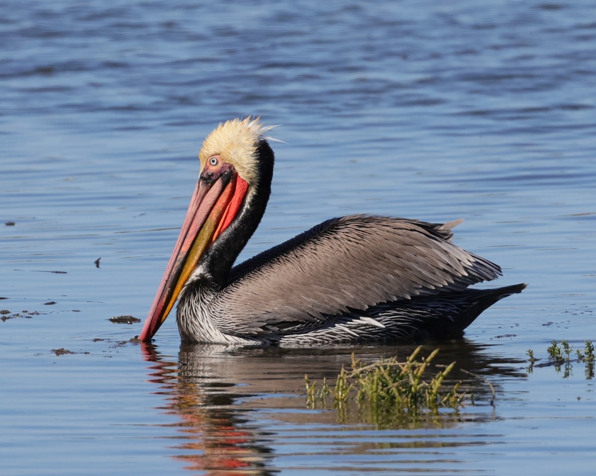 Pélican brun - ML646558395