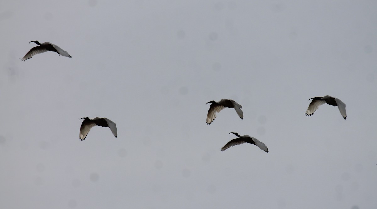 Australian Ibis - ML646558397