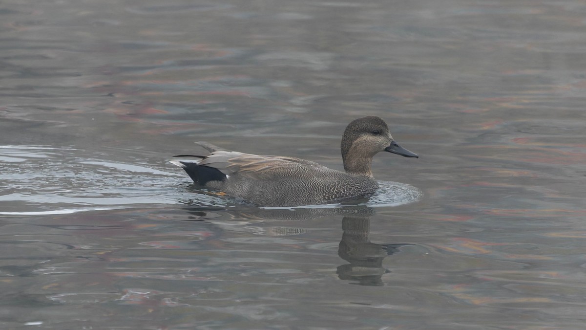 オカヨシガモ - ML646558417