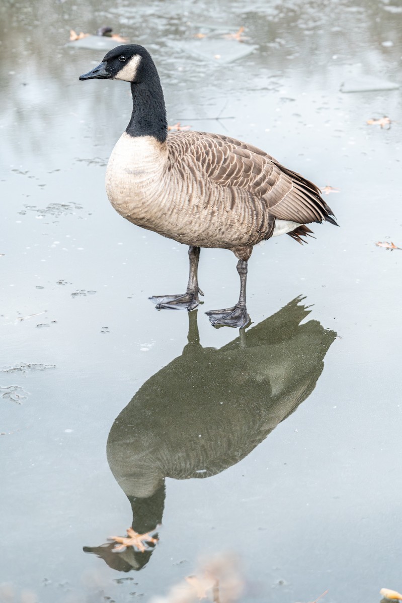 Canada Goose - ML646558419