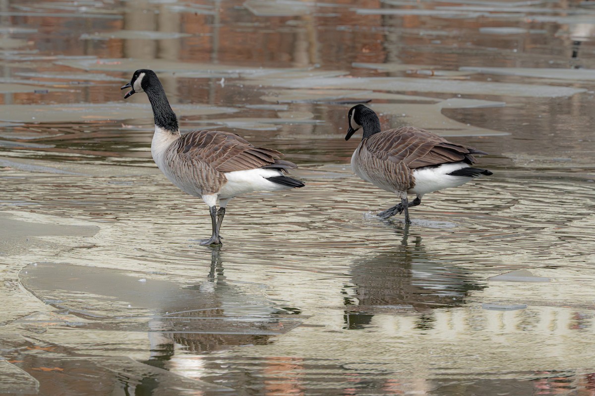 Canada Goose - ML646558420