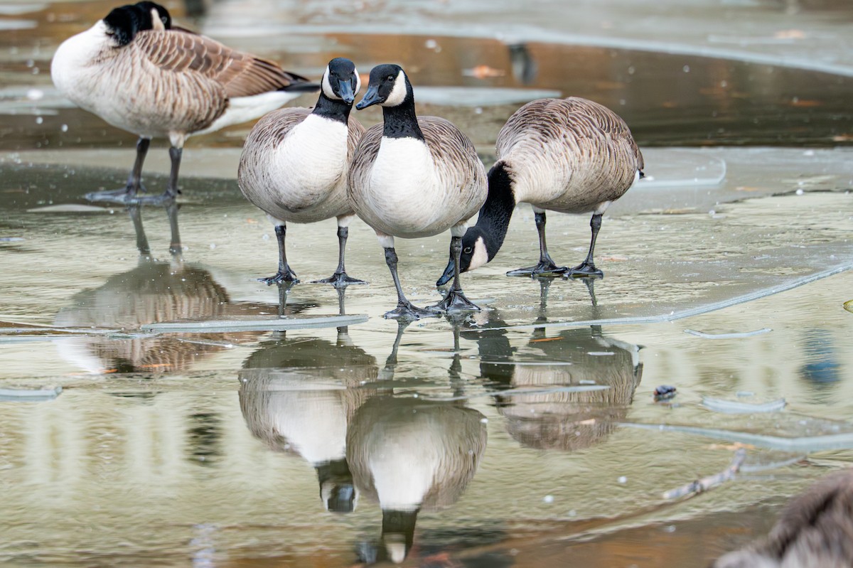 Canada Goose - ML646558421