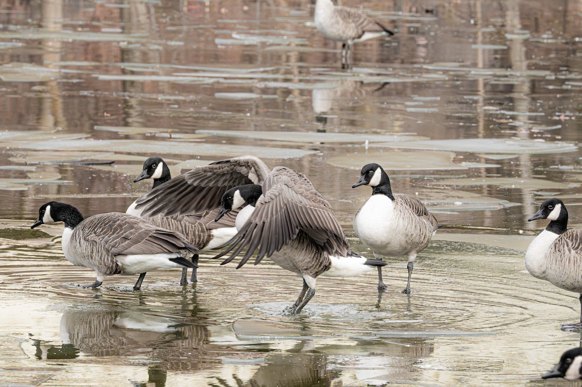 Canada Goose - ML646558422