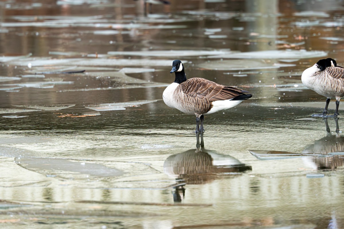 Canada Goose - ML646558423