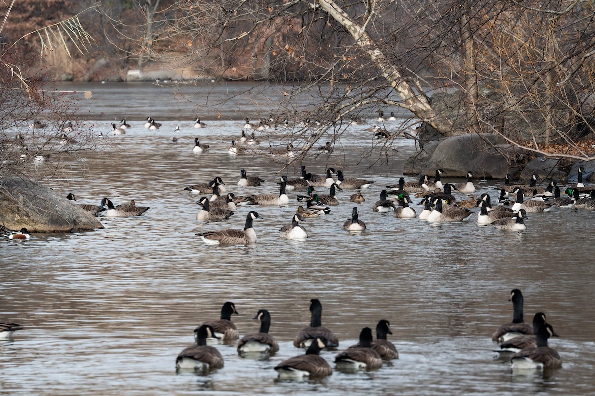 Canada Goose - ML646558424