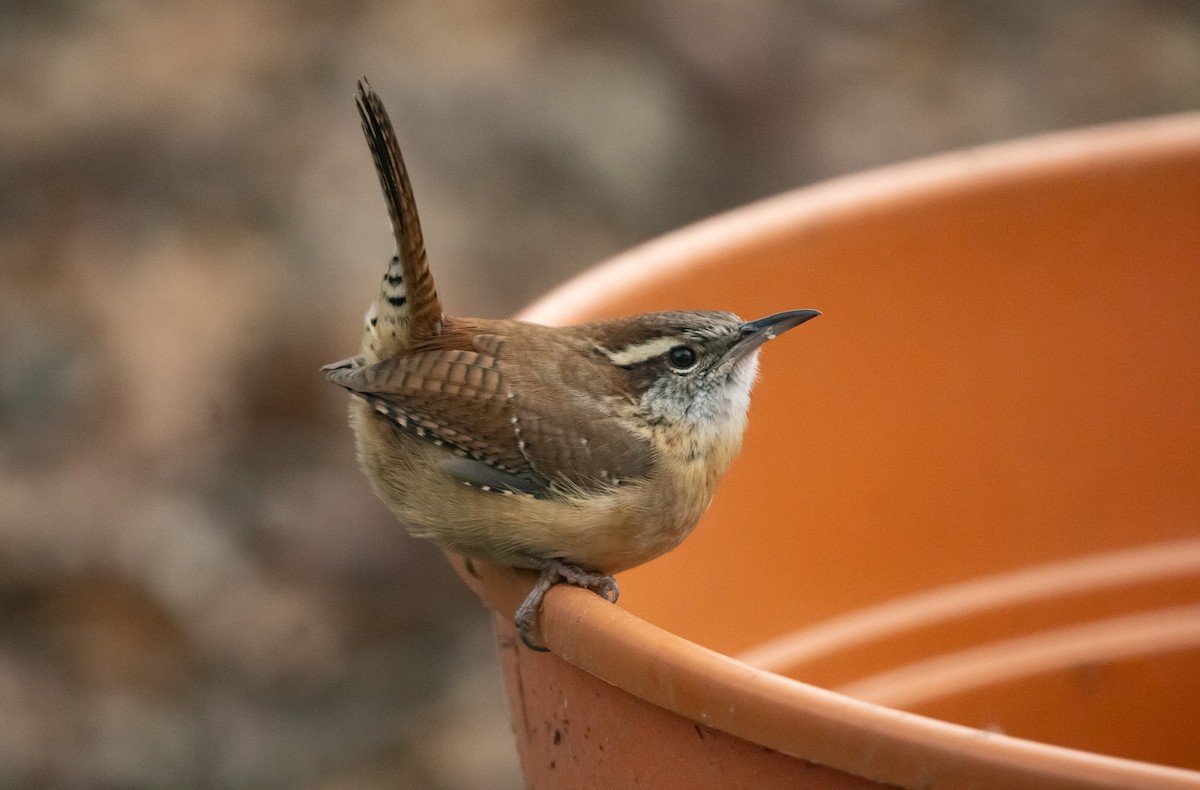Carolina Wren - ML646558425