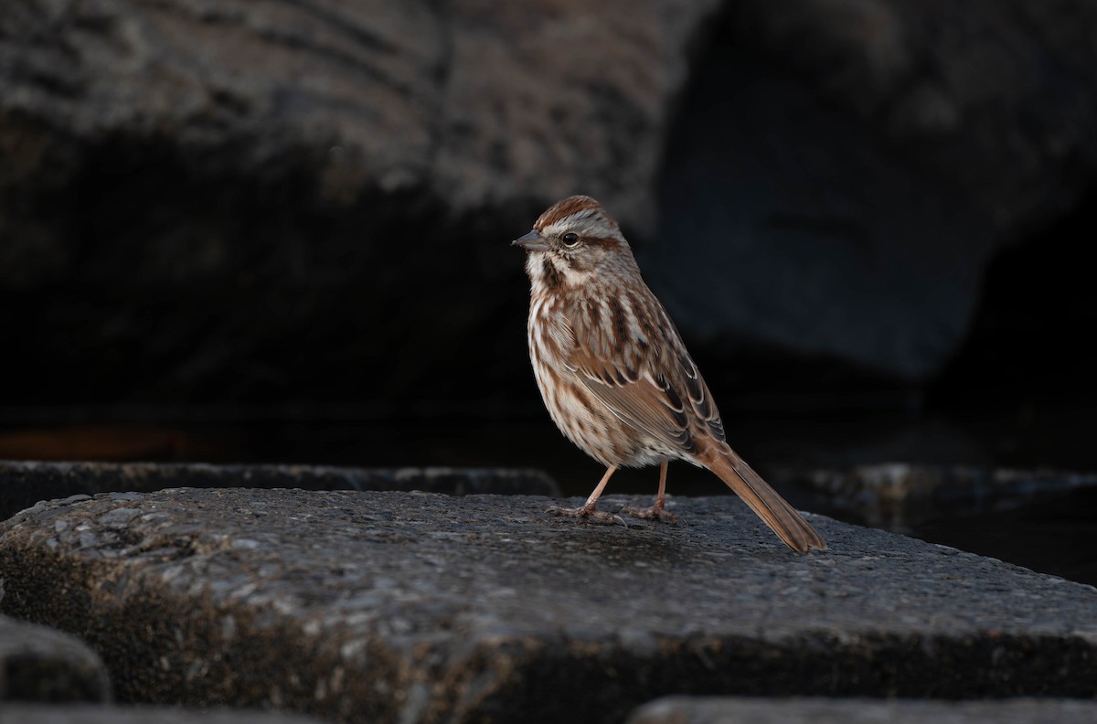 Song Sparrow - ML646558429