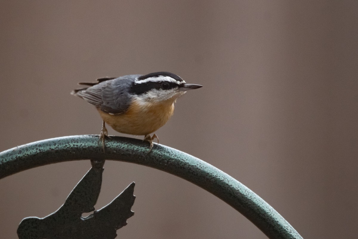Red-breasted Nuthatch - ML646558430