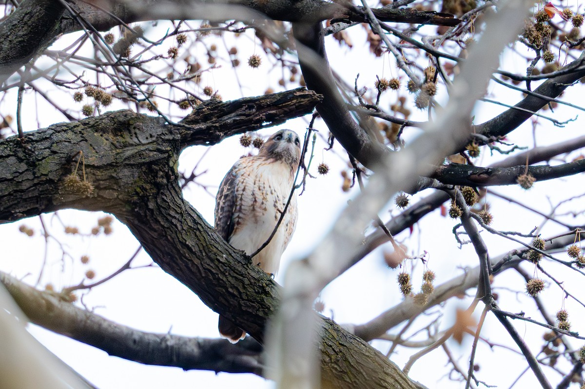 Red-tailed Hawk - ML646558431