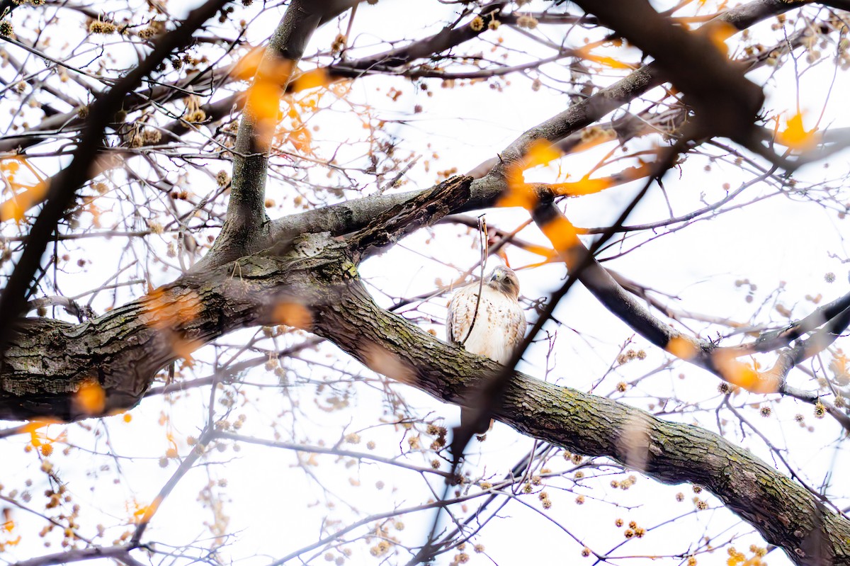 Red-tailed Hawk - ML646558432