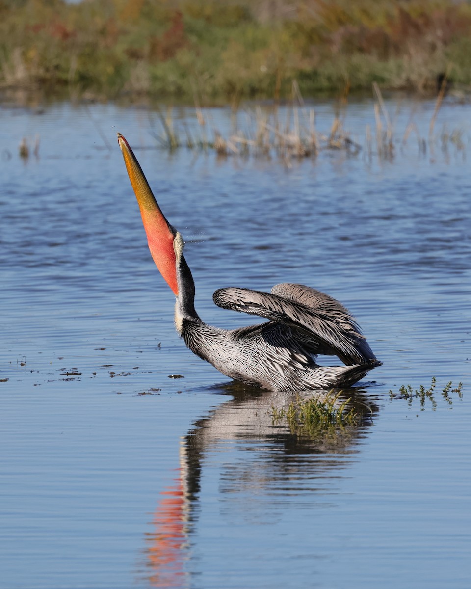 Pélican brun - ML646558434