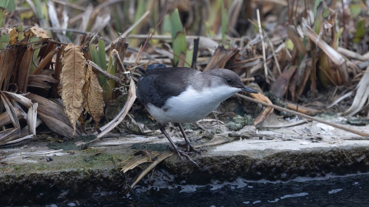Mirlo Acuático Europeo - ML646558435
