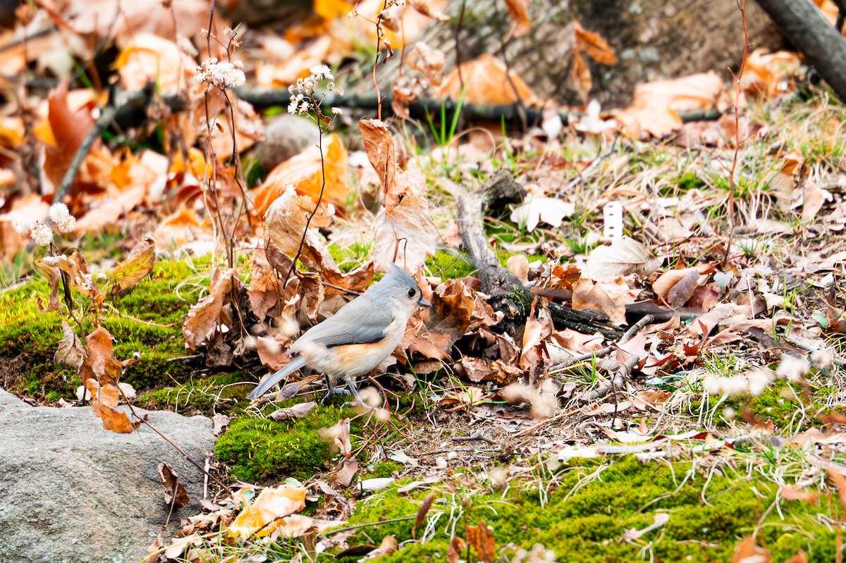 Американская гренадерка - ML646558436