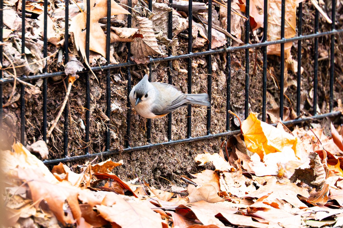 Американская гренадерка - ML646558437