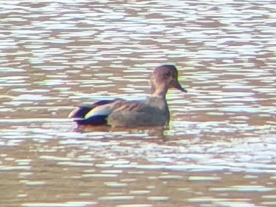 オカヨシガモ - ML646558439