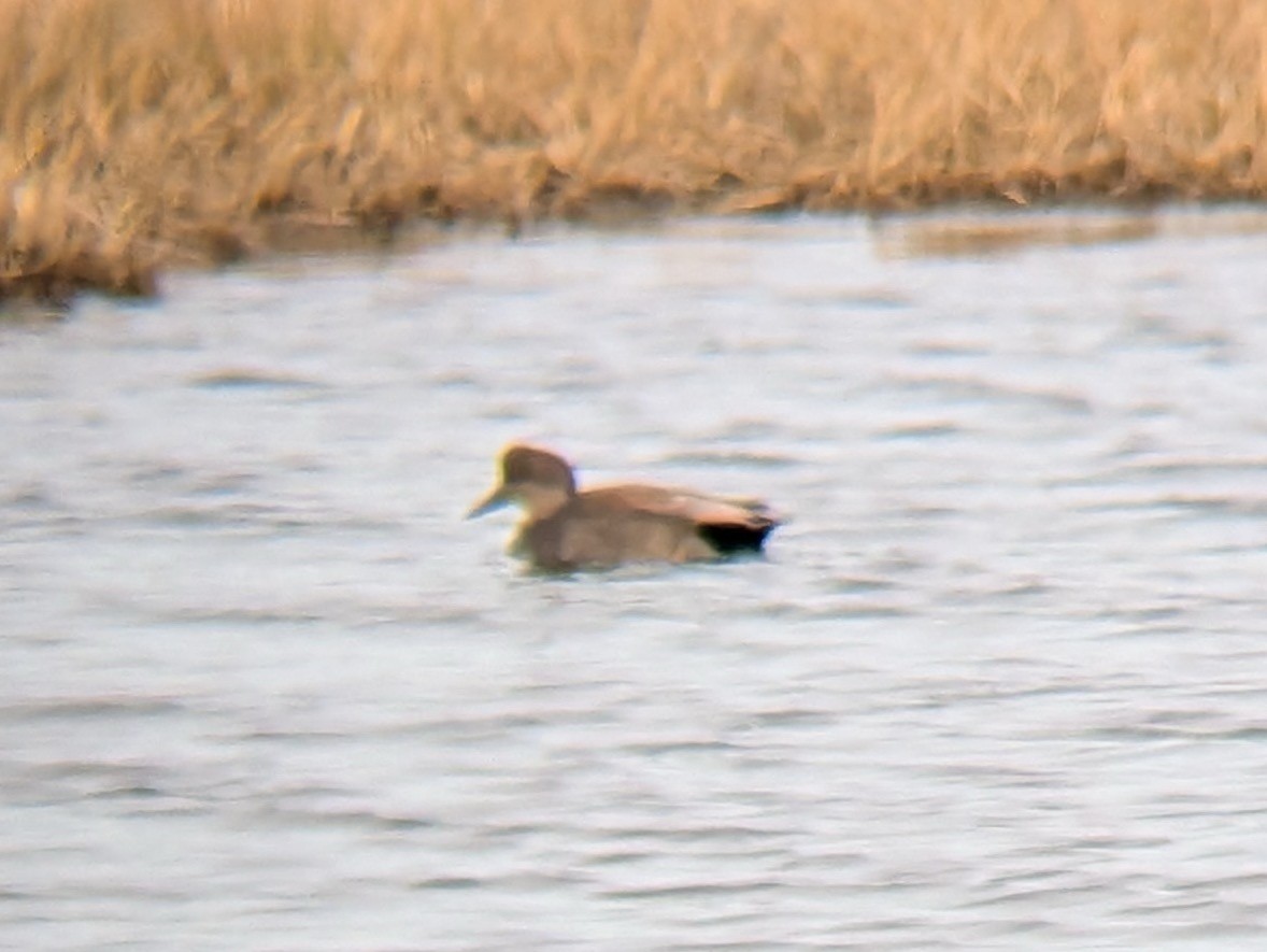 オカヨシガモ - ML646558440