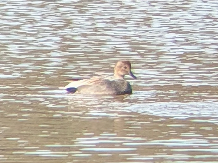 オカヨシガモ - ML646558441