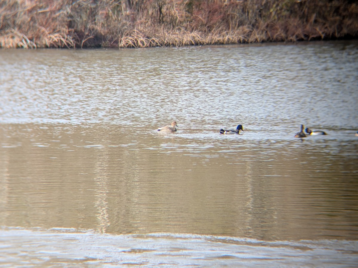 オカヨシガモ - ML646558442