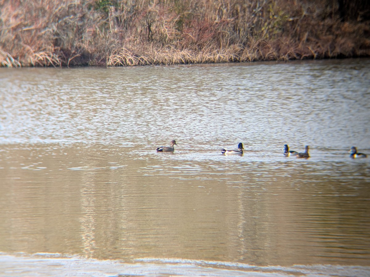 オカヨシガモ - ML646558443