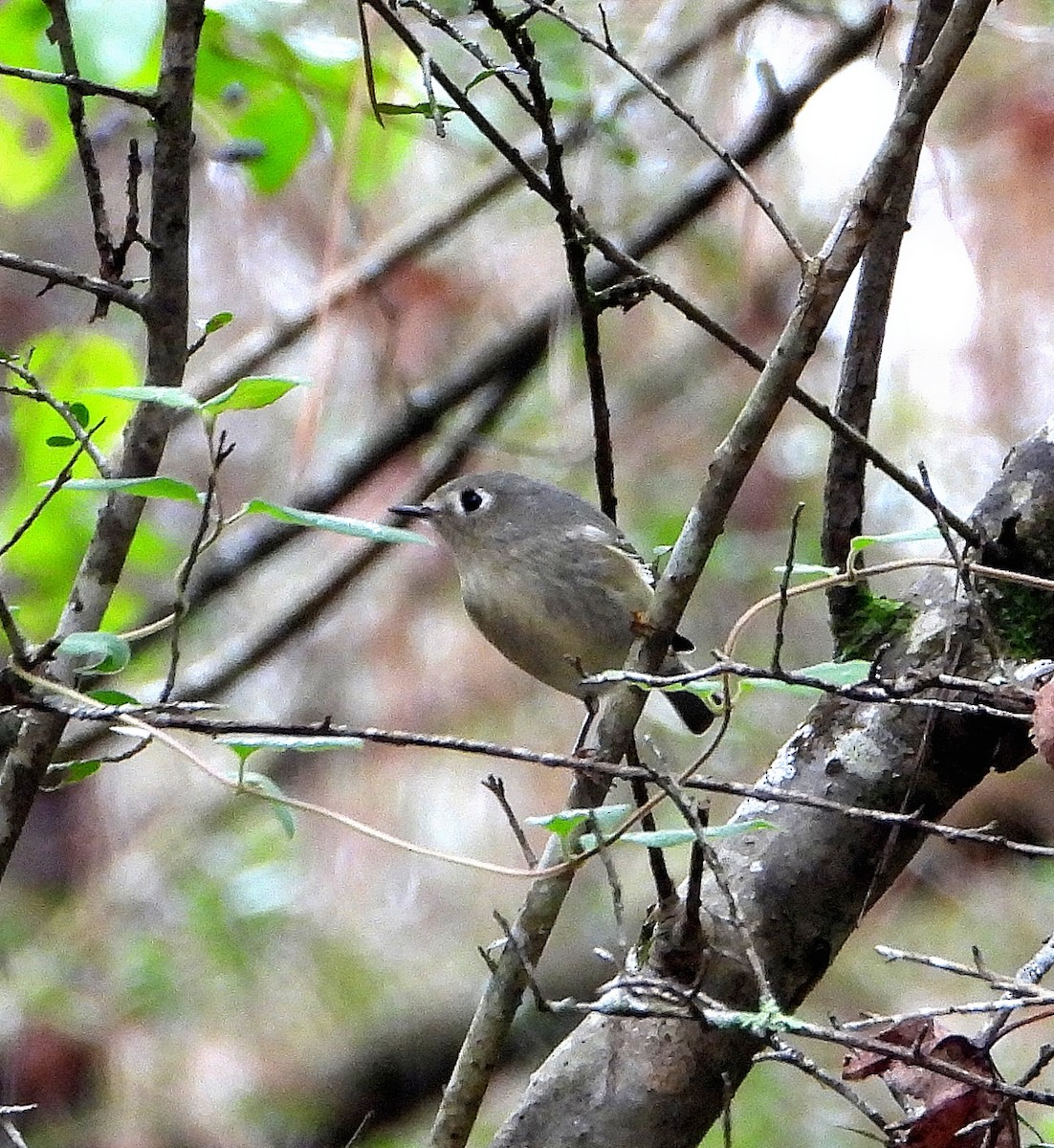 Ruby-crowned Kinglet - ML646558444