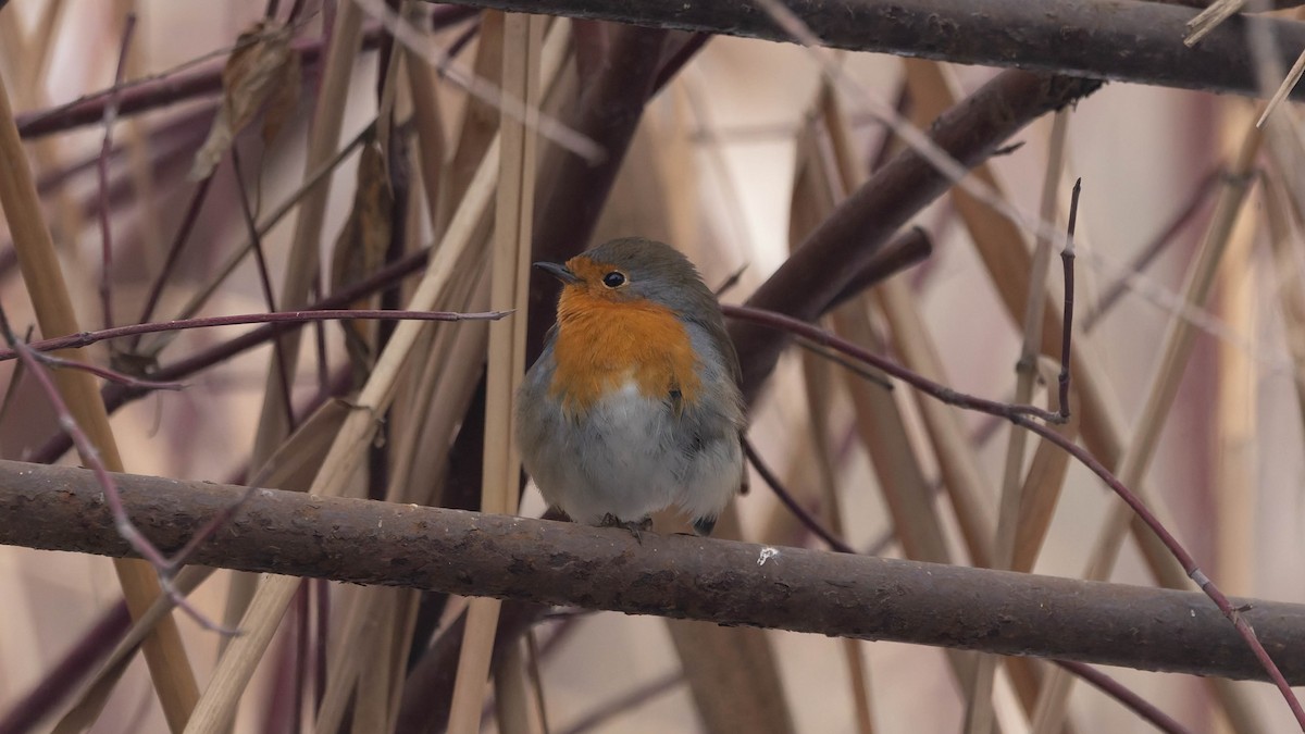 European Robin - ML646558446
