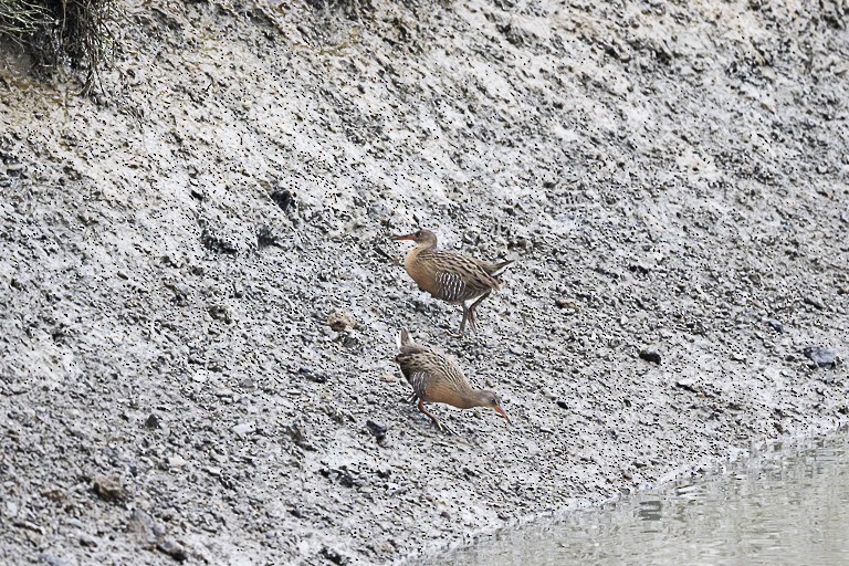 Ridgway's Rail - ML646558447