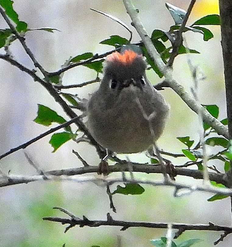 Ruby-crowned Kinglet - ML646558448