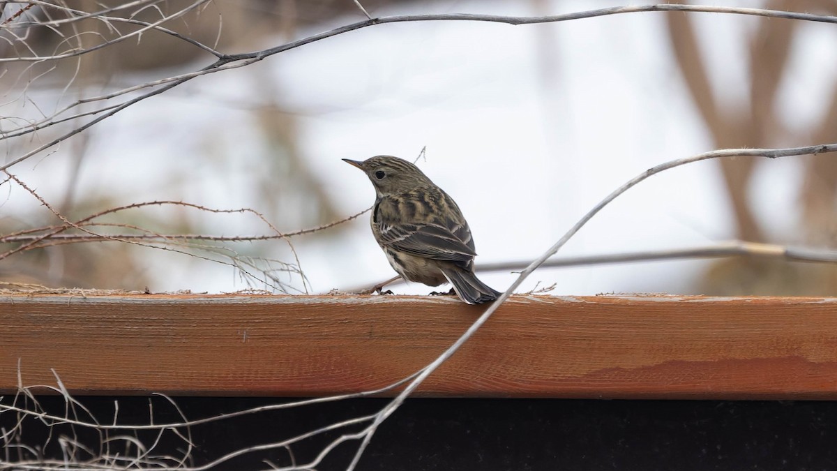 Meadow Pipit - ML646558453