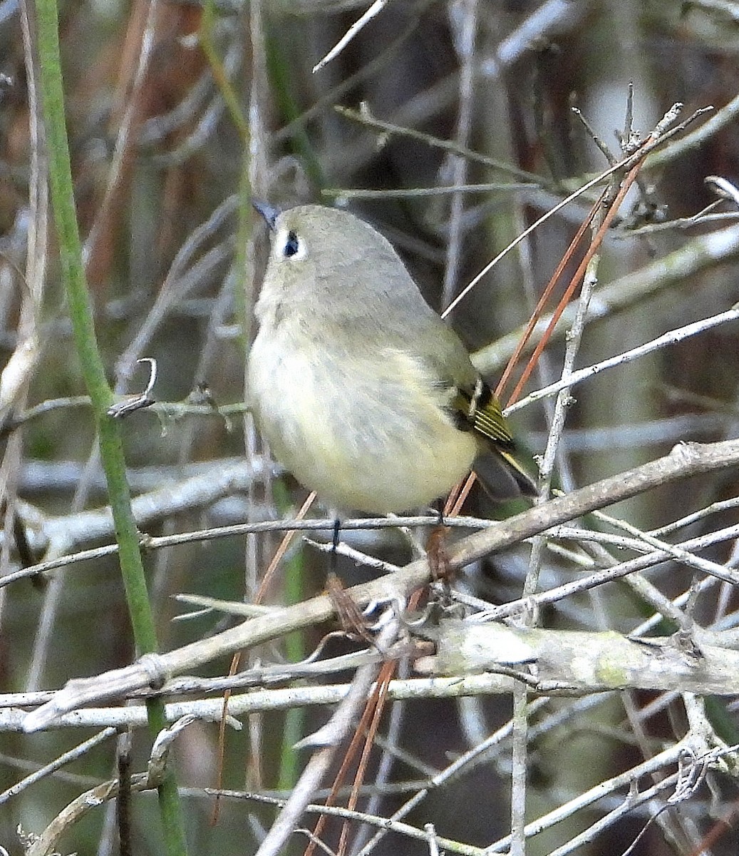 Ruby-crowned Kinglet - ML646558458
