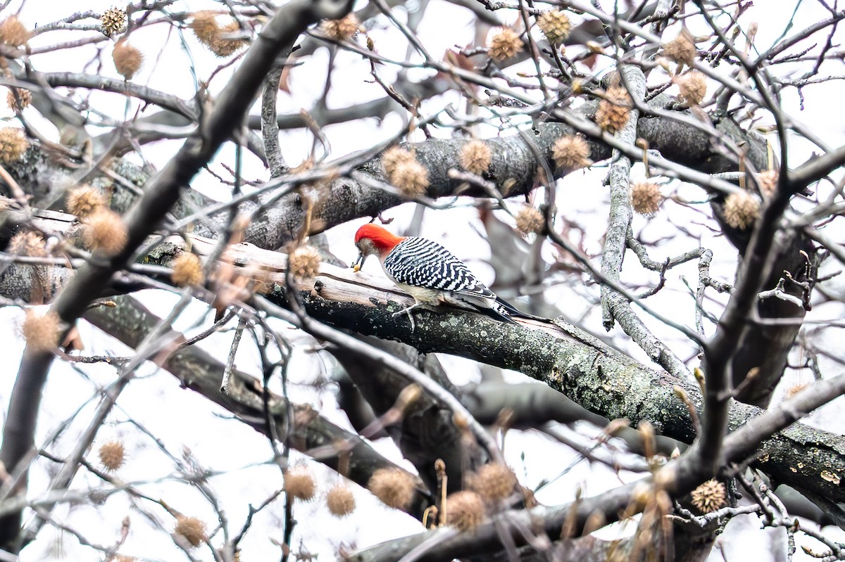 Carolinaspecht - ML646558459