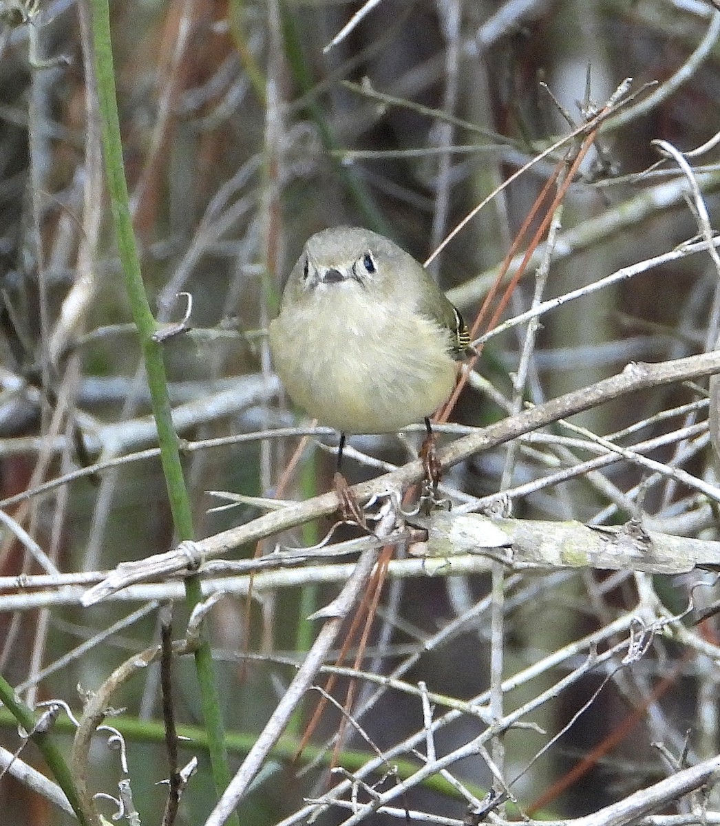 Ruby-crowned Kinglet - ML646558460