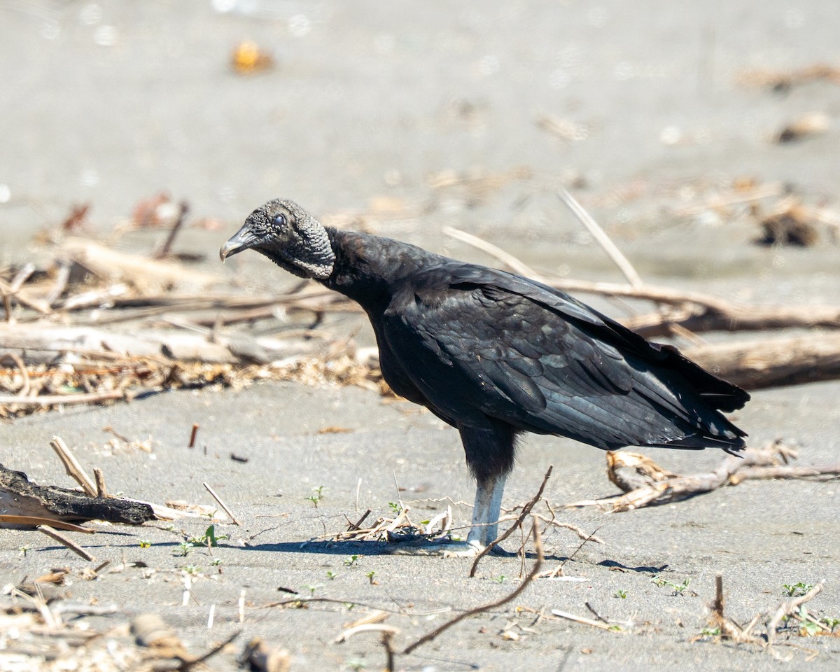 Urubu noir - ML646558466