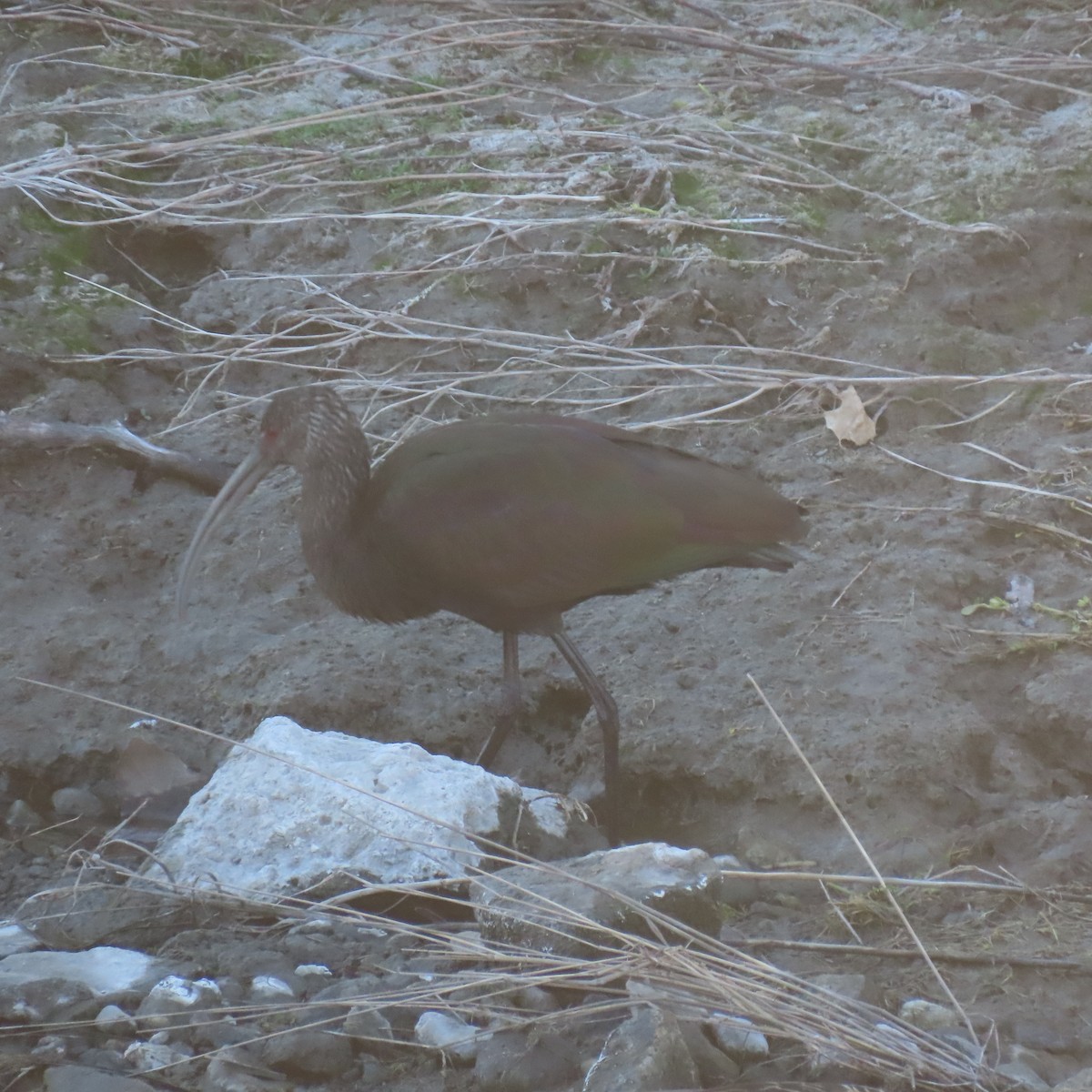White-faced Ibis - ML646558477