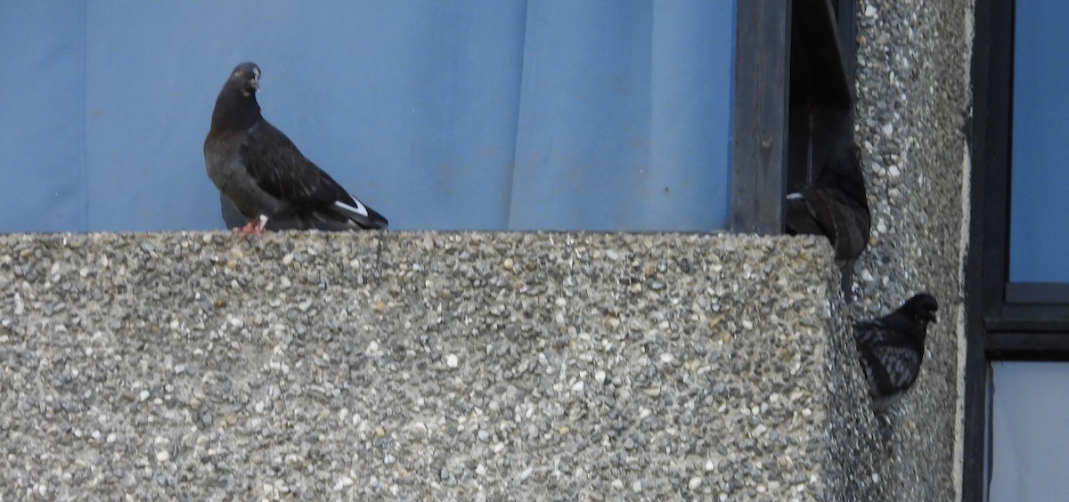 カワラバト（ドバト、家畜型） - ML646558479