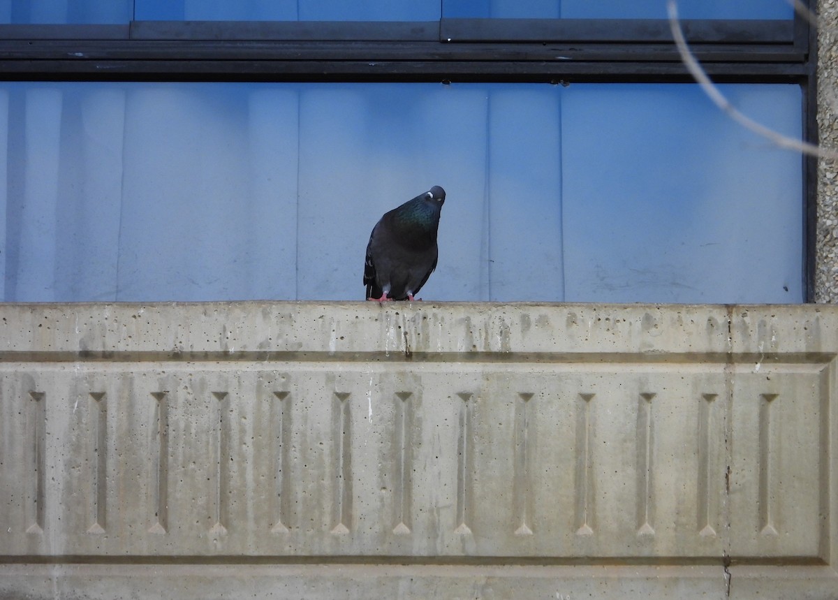 カワラバト（ドバト、家畜型） - ML646558483