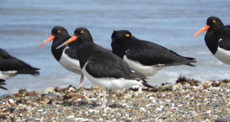 ústřičník žlutooký - ML646558484