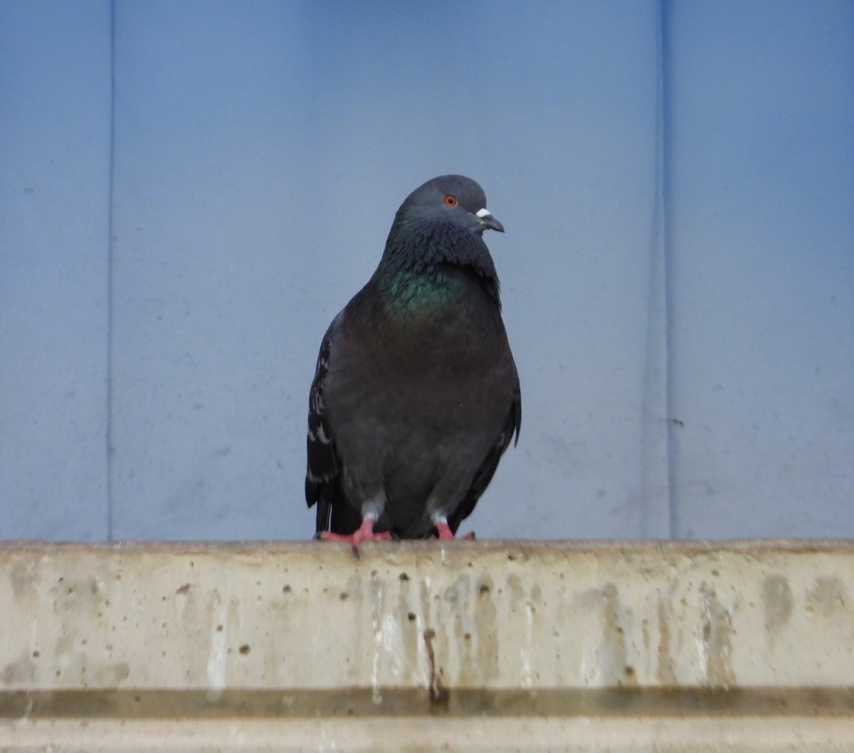 カワラバト（ドバト、家畜型） - ML646558486