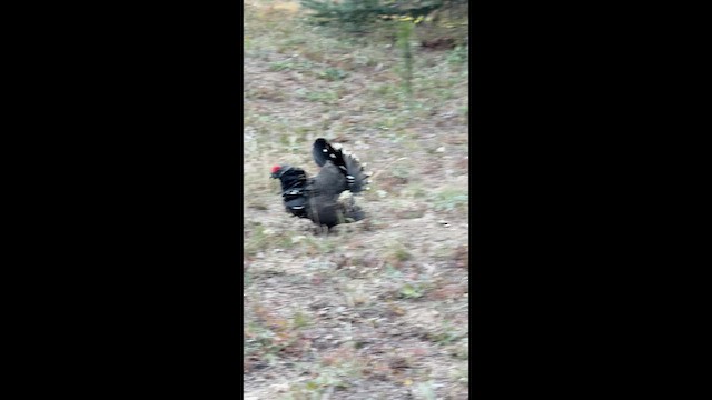 Дикуша канадська - ML646558487