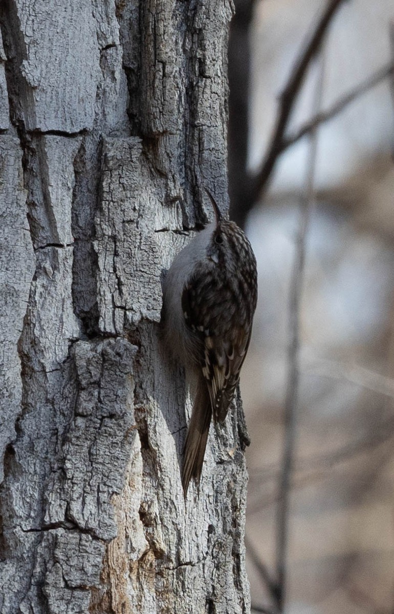 Підкоришник американський - ML646558493