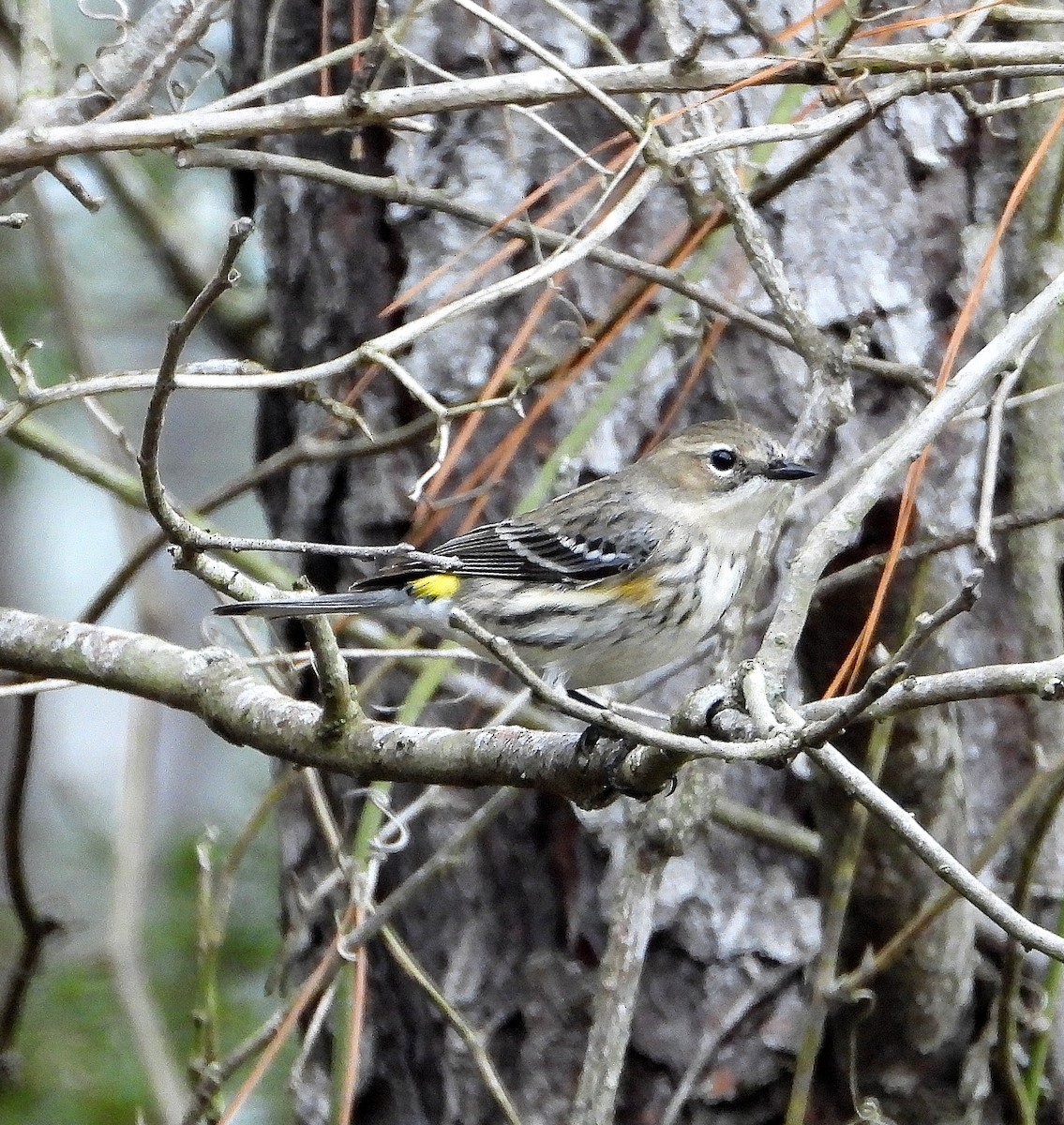 lesňáček žlutoskvrnný - ML646558500