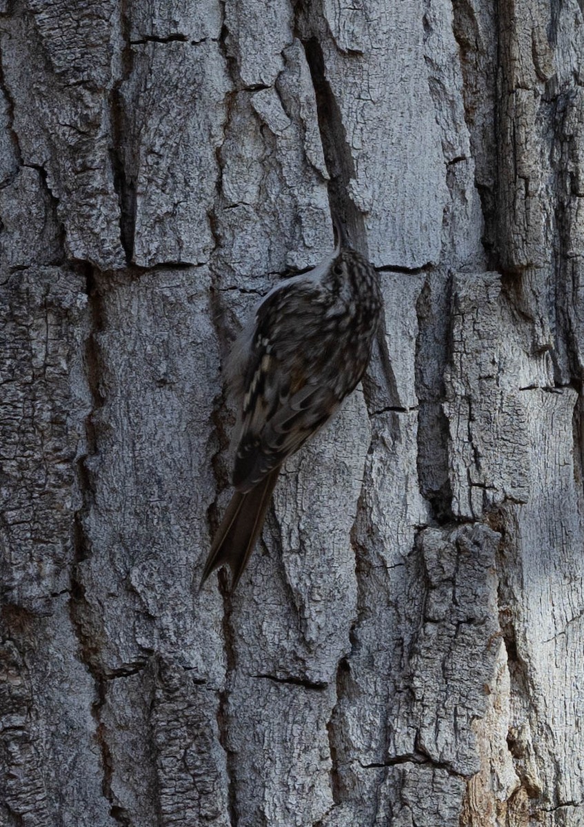 Підкоришник американський - ML646558503