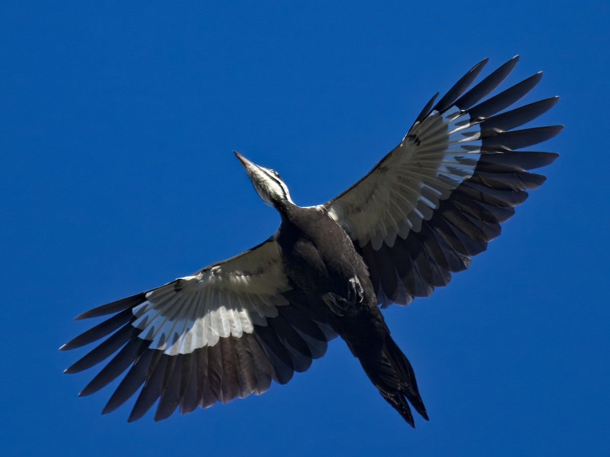 Хохлатая желна - ML646558504