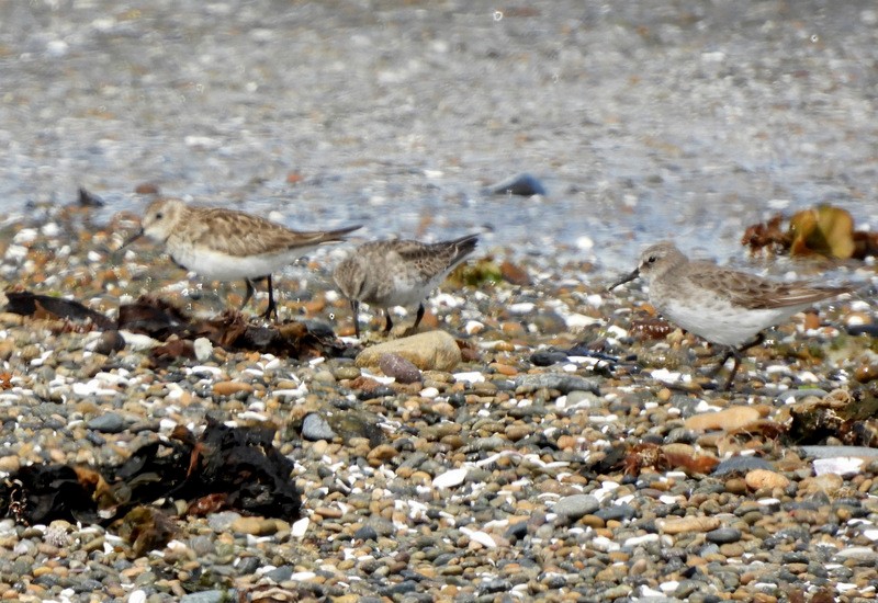 jespák tundrový - ML646558509