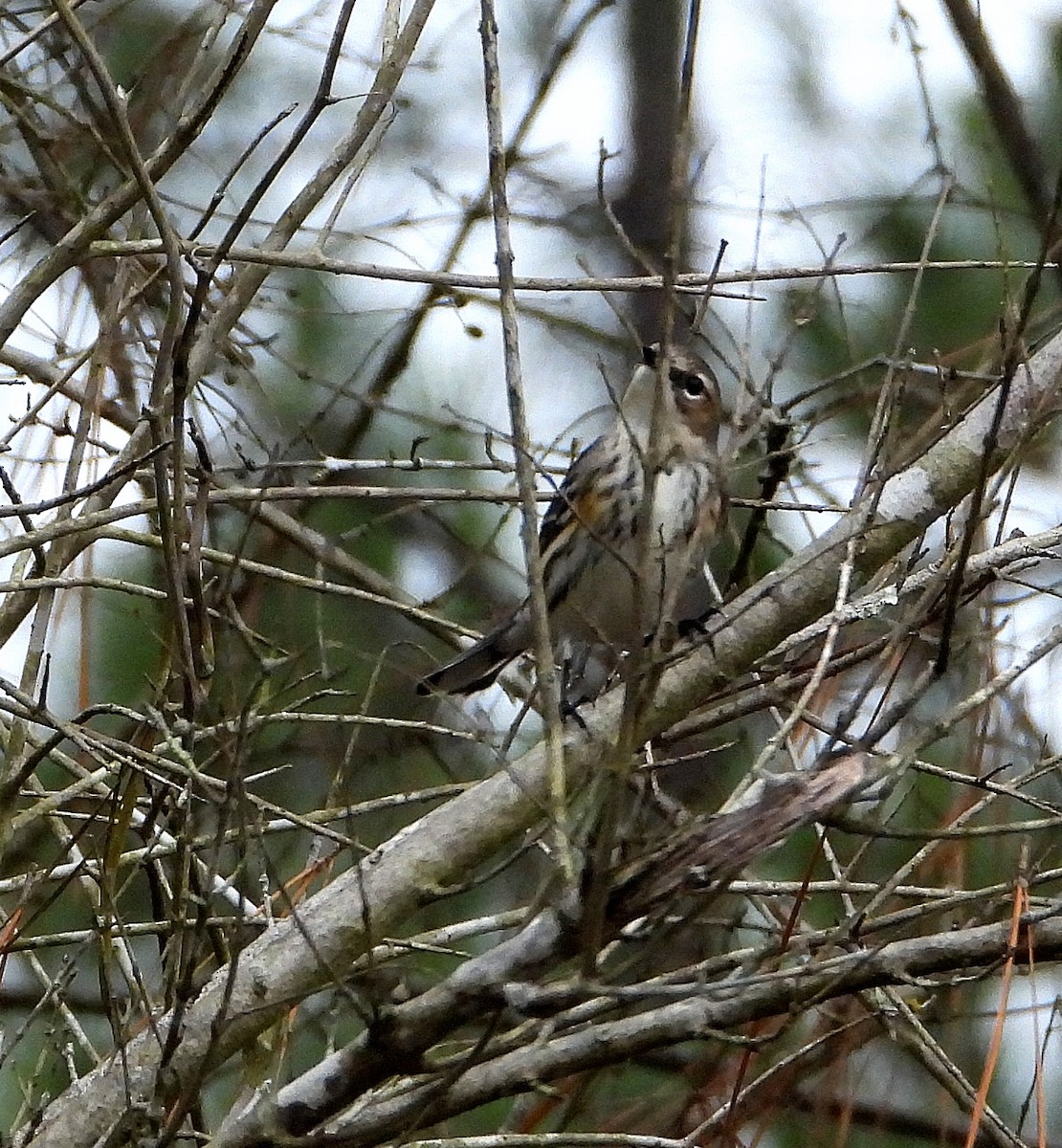 lesňáček žlutoskvrnný - ML646558510