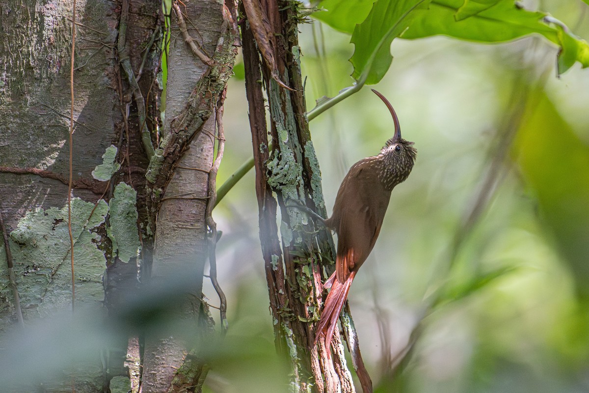 Curve-billed Scythebill - ML646558512